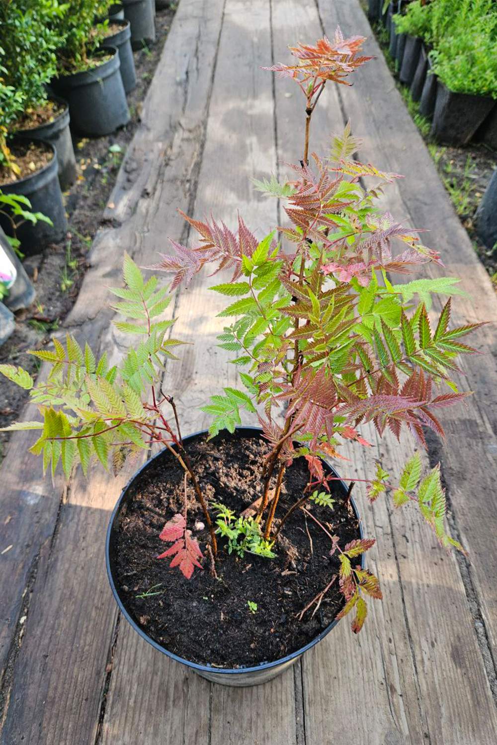 Рябинник рябинолистный (Sorbifolia) купить в городе Каспийск